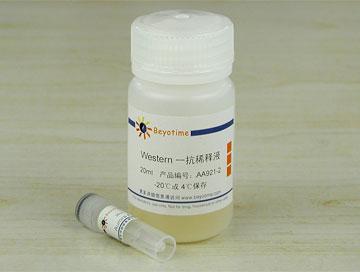 Aurora A抗体(小鼠单抗)